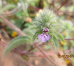 Image result for Nelsonia canescens