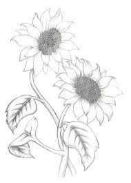 Its simple and very easy to draw.if you liked this video do check my other videos on an 'easy colo. Pencil Easy Pencil Sunflower Drawing Novocom Top