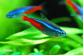 Nean Fish Neon Tetra Fish The Care Feeding And Breeding Of Neon Tetras Tetra Fish Neon Tetra Fish Neon Tetra