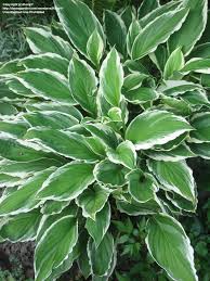 Hosta ' ginko craig ' has green leaves with a white margin and is a small hosta that has pale purple flowers and grows in sun and shade. Plantfiles Pictures Hosta Ginko Craig Hosta By Kenyp