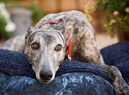Liver Cancer In Dogs Symptoms Treatment Options Clemmons Vet