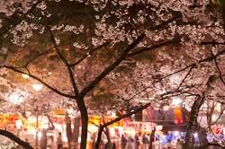 Maybe you would like to learn more about one of these? é–å›½ç¥žç¤¾ã®æ¡œ2021ã®èŠ±è¦‹é ƒã¨é–‹èŠ± æ¡œã¾ã¤ã‚Šã‚„ãƒ©ã‚¤ãƒˆã‚¢ãƒƒãƒ—ã¯ å±‹å°ã¯ å­£ç¯€ãŠå½¹ç«‹ã¡æƒ…å ±å±€