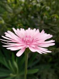 Trova la foto stock perfetta di piantare fiori di campo. Fiore Di Campo Rosa Plants