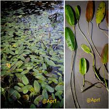 Image result for Potamogetonaceae