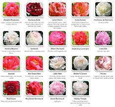 Color named for the pale color of the interior flesh of the peach fruit (en); Peony Guide Flirty Fleurs The Florist Blog Inspiration For Floral Designers