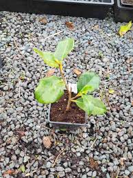 Camellia Terrell Weaver