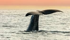 Kiwis, schafe und maoris, klar. Uber Neuseeland