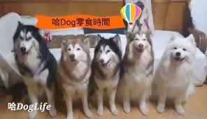 哈士奇薩摩耶犬 頭頂零食 網友 小羊一直偷看別人 With Images Animals Cute Pictures Dogs