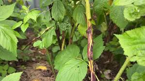 Image result for Raspberry spur blight