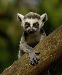Ring Tailed Lemur By Photo Net Photographer Tibor Jager Happy Animals Animals Beautiful Cute Baby Animals