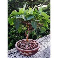 Peepal Seeds Pack Size 25 Kg Rs 400 Kilogram Satyam Traders Id 19065670312