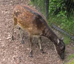 It is one of three endemic deer species in the philippines, although it was. The Visayan Spotted Deer