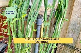 Image result for Cissus crusei