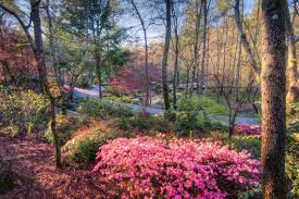 Dogwoods do and there are several native to georgia. Fabulous Flowers Azaleas And Rhododendrons For Southern Gardens Official Georgia Tourism Travel Website Explore Georgia Org
