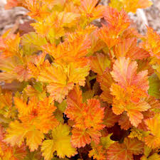 Keep the mulch at least 4 (10cm) away from the trunk of the plant as this can keep the bark too moist and cause it to decay. Physocarpus Op Amber Jubilee Dobies