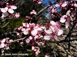 We did not find results for: Purple Leaf Plum Plant Resources Home Ttu