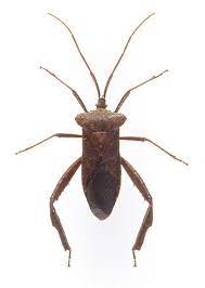 Giant Leaf Footed Bug Acanthocephala Declivis Leaf Footed Bug Bugs Giants