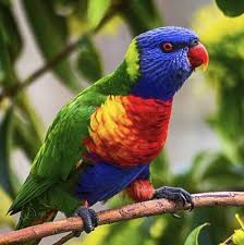 Fertile Bird Eggs For Sale In India Pin On Amazon Birds