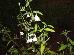 Image result for Rhinacanthus