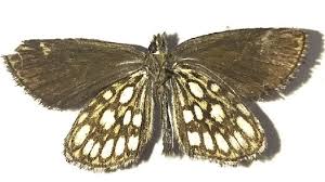 Image result for Heteropterus morpheus