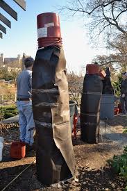 How To Wrap A Fig Tree To Protect It For The Winter Brooklyn Botanic Garden Fig Tree Fig Winter