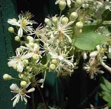 Check spelling or type a new query. Clematis Ligusticifolia Western White Clematis