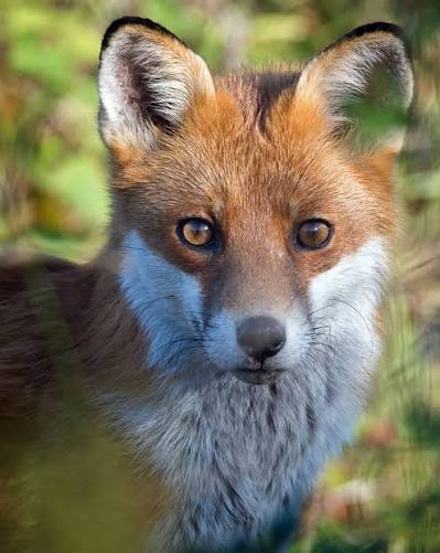 Hunting Life Hunting Foxes With Lurchers By Day An Insider's Guide To Foxhunting Part 2: Things