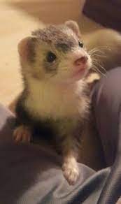 470 Ferrets Ideas Cute Ferrets Pet Ferret Ferret