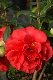 Maybe you would like to learn more about one of these? Camelia Tom Knudsen In My French Garden