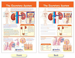 W94 4907 The Excretory System Bulletin Board Chart