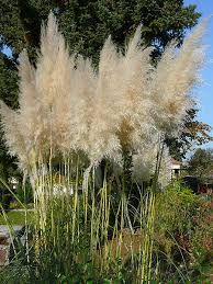 Urbanstems.com has been visited by 10k+ users in the past month Das Pampasgras Cortaderia Selloana Gartenteich Ratgeber