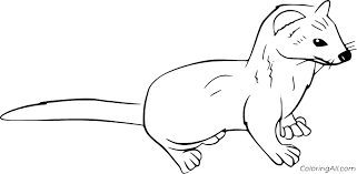 Fuzzy's advanced adult coloring pages include simple and complex flower, animal, and pattern coloring book designs for your doodling pleasure oh, how i love to color! Weasel Coloring Pages Coloringall