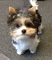 Yorkshire terrier and parti yorkie puppies for sale. Biewer Yorkshire Terrier Welpe Biewer Terrier Welpe Yorkshire Yorkshire Terrier Puppies Biewer Yorkie Yorkshire Terrier