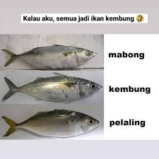 (rambai ni aku baru petik dari dusun di taman melawati kl.) ikan kembung 3 ekor ( atau apa2 ikan yang disukai ) kulit rambai yang siap sibelah2 serai 3 batang dititik bawang merah ditumbuk halus bawang putih ditumbuk halus cili padi. Komuniti Kepala Batas Baru Hari Ni Ku Tahu Rupanya Kembung Yang Ku Sangka Ikan Kembung Dia Ada Adik Beradik Yang Lain Soalan Dari Admin Untuk Hangpa Ikan Temenung Adik Beradik Belah