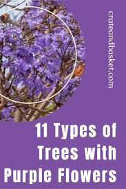 Maybe you would like to learn more about one of these? 11 Types Of Trees With Purple Flowers Crate And Basket