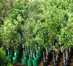 Pokok betinanya menghasilkan buah terus pada batang dan cabang besar. Menanam Pokok Buah Buahan Di Laman Web Ini