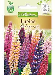 Texensis) has dark blue flowers with white markings and cover fields and roadsides in texas every april. Lupine Prachtmischung Samen Fur Staudenpflanzen Gartenversandhaus De
