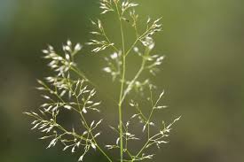 Image result for Aira caryophyllea