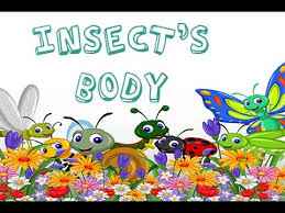 Different types of insects for kids. Insect Theme Preschool Activities Fantastic Fun Learning