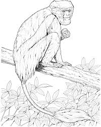 Colobus Monkey Coloring Page Monkey Coloring Pages Coloring Pages Monkey Art