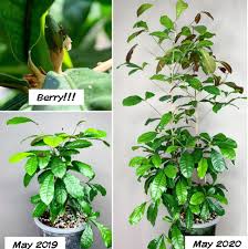 Much has already been written about miracle fruit needing rich, acidic soil that is moist but not soggy, shade, humid air, frost protection, etc. Growing The Miracle Berry From Seed Care Culture Of Synsepalum Dulcificum