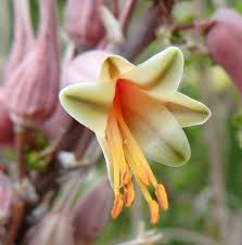 Image result for Aloe mossurilensis