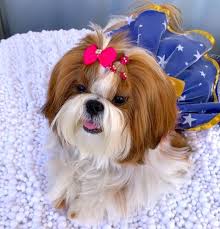 ,puppies for sale in northern ca. Shih Tzu Puppies For Sale North Bergen Nj 293330