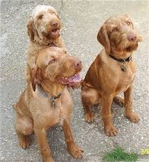 Review how much vizsla puppies for sale sell for below. Wirehaired Vizsla Dog Breed Information And Pictures