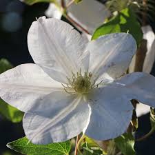 Check spelling or type a new query. Clematis Madame Le Coultre Clematis Madame Le Coultre Pflanzenschleuder