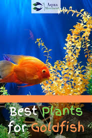 13 Best Plants For Goldfish Do You Know Them All Aqua Movement Cool Plants Freshwater Aquarium Plants Fresh Water Fish Tank