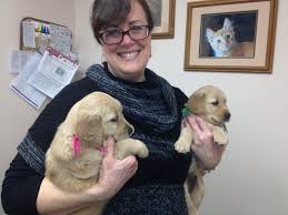 Find golden retriever in dogs & puppies for rehoming | find dogs and puppies locally for sale or adoption in canada : Akc Breeder Of Merit Gayle Watkins Golden Retriever Breeder