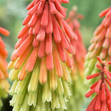 Image result for Kniphofia grantii