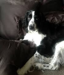 Black And White Short Hair English Springer Spaniel My Buddy 16 Months Old Springer Spaniel Puppies Springer Spaniel English Springer Spaniel