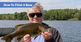 How do you fillet a smallmouth bass with no bones? How To Fillet A Bass Right Way No Bones Smallmouth Largemouth